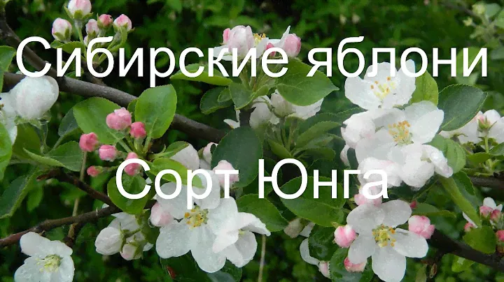 Яблоня