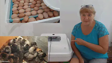 У меня новый инкубатор ""ПТИЧИЙ ДВОР""