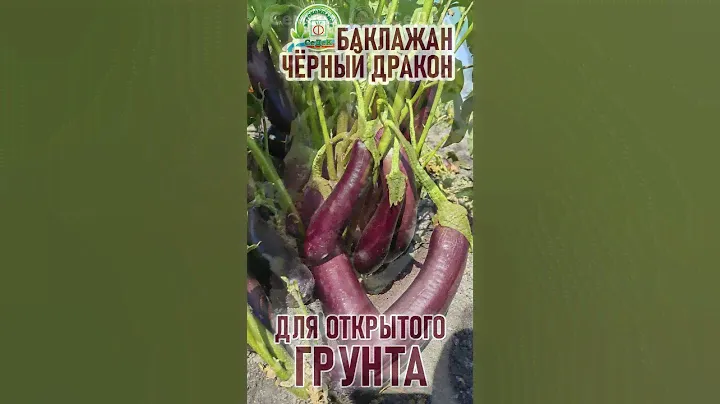 Баклажан для открытого грунта!