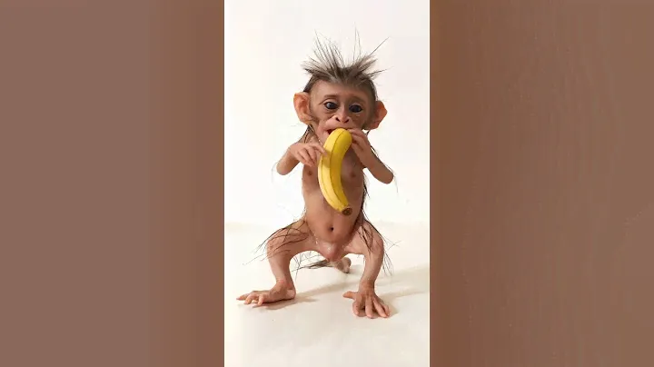 Cute little baby monkey eating banana #cute #monkey #eating #baby