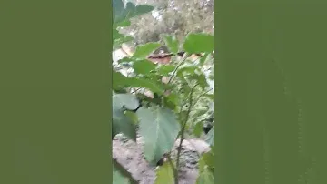 Черный красавец 🍆 (баклажан). Негорький, красивый
