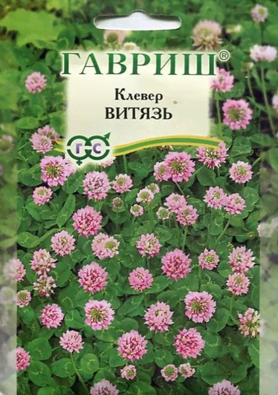 Клевер Витязь луговой-0